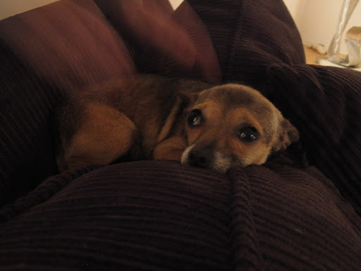 They think I was used for breeding to sell puppies and since I was so skinny and sick, they took lots of photos.  They said I was a cruelty case that needed to be investigidated or something.