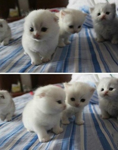 [funny-animals-haha-28%255B2%255D.jpg]
