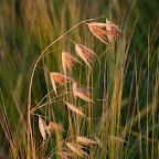 IMG_1259rt.jpg