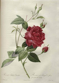 Cover of Aleister Crowley's Book Rosa Decidua