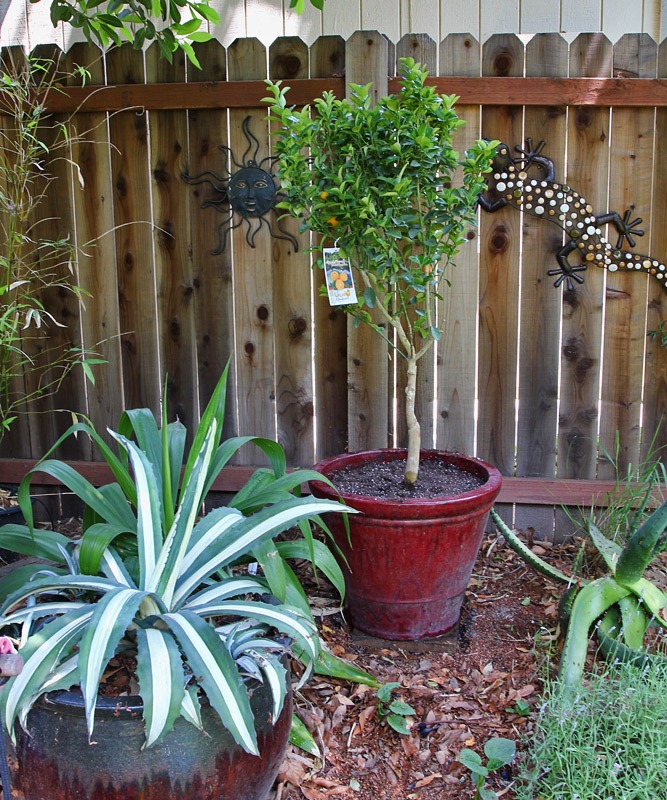 [120420_kumquat%255B3%255D.jpg]