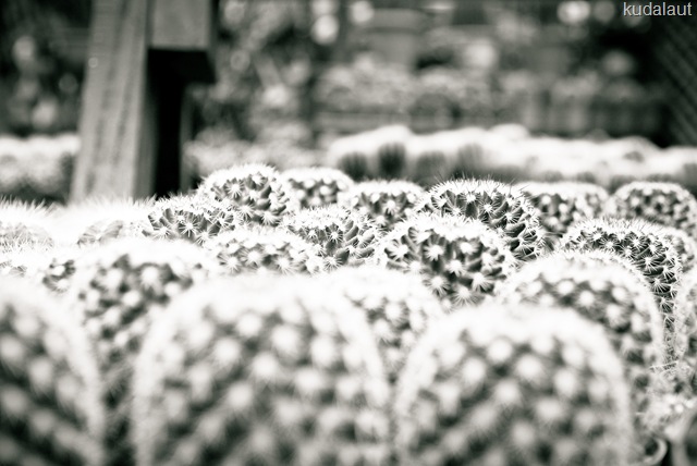 [DSC_36616.jpg]