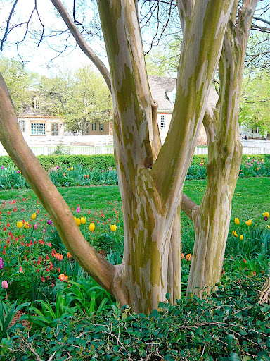 The streaked, exfoliating, or peeling bark is as big an allure as the flowers.