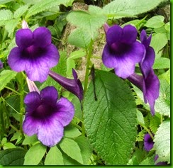 Achimenes mexicana1