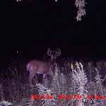 nichols deer 280.JPG