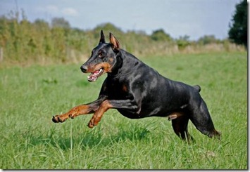 razas de perros grandes-Doberman