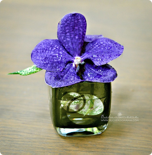 Purple-orchid Purple-orchid