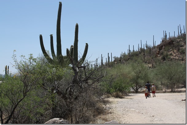 sabino canyon 097