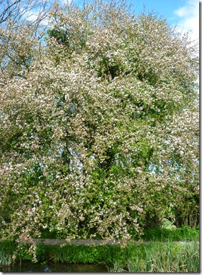 crab coming into blossom