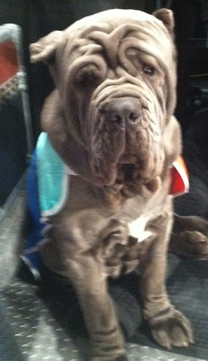Neapolitan Mastiff