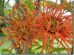 Orange flower unusual