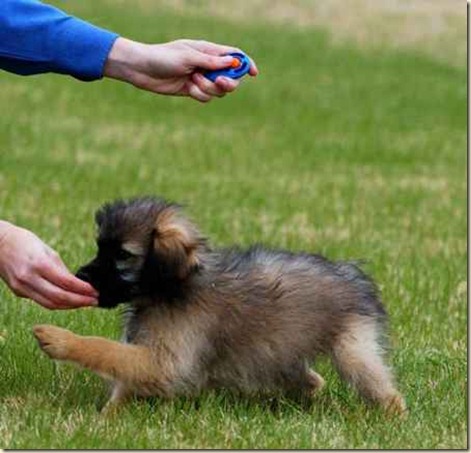 Adiestramiento canino con clicker para perros