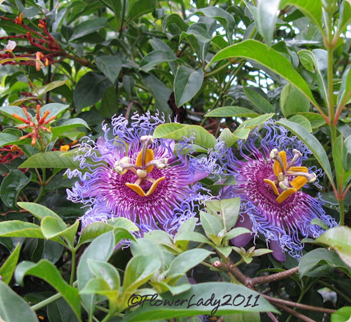 10-08-passionflowers3