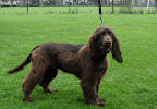 Teuntje, 5 1/2 maand heeft nog veel puppy vacht.