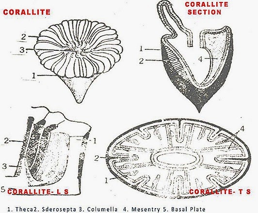 coral-formatiion-2 coral-formatiion-2