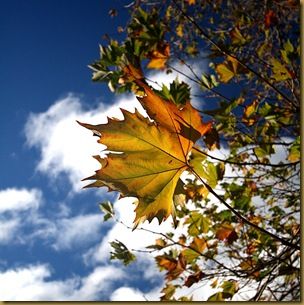 Autumnal leaves