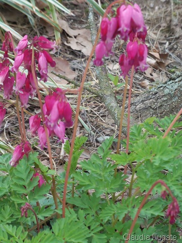 [100_04406.jpg]