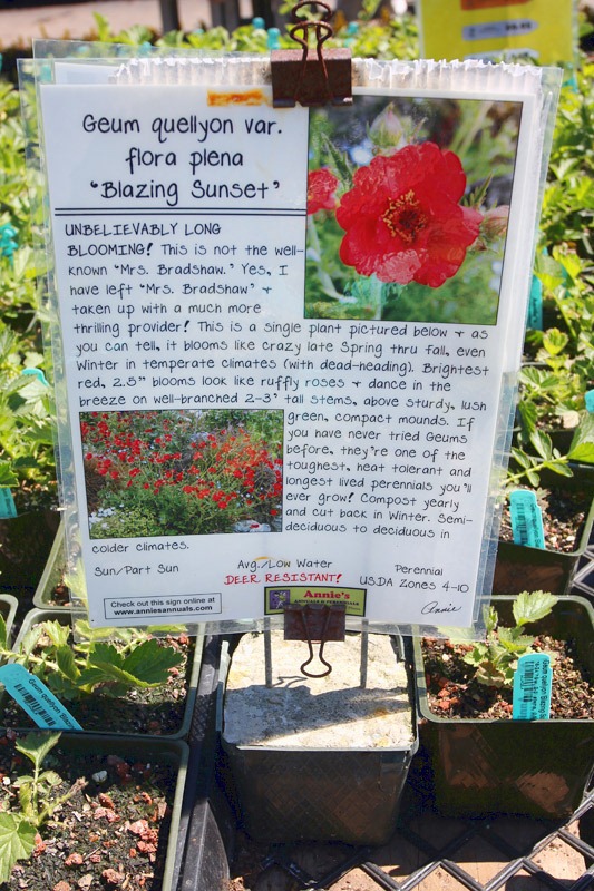 [120414_AnniesAnnuals_36%255B6%255D.jpg]