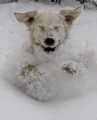 [snow-dog13.jpg]