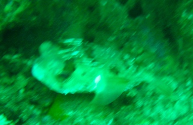 IMG_4044.jpg IMG 4044