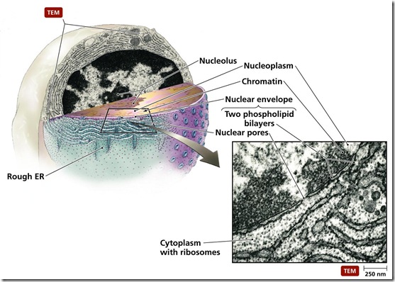 Nucleus