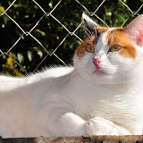 gatti