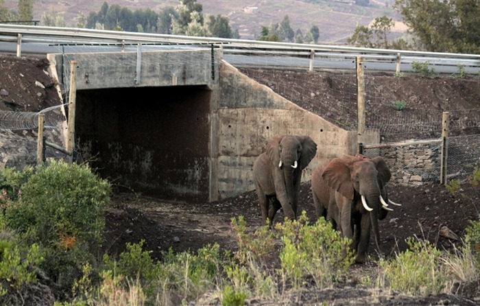 wildlife-crossings-8 wildlife-crossings-8