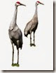 sand hill crane for blog sand hill crane for blog