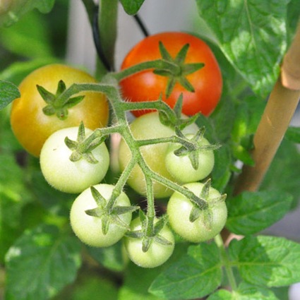 [garden_tomatoes%255B4%255D.jpg]