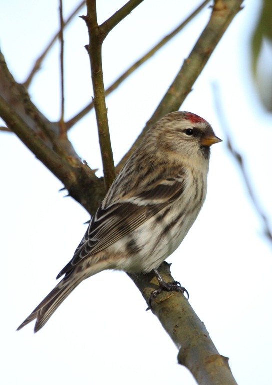 [arctic_redpoll3%255B3%255D.jpg]