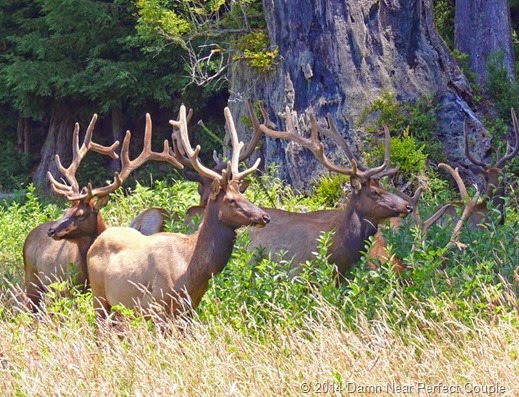 Prairie Loop Elk