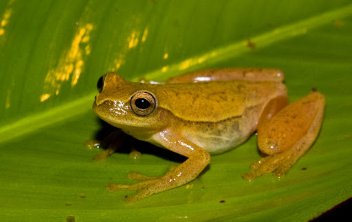 Tree%252520frog