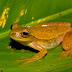 Tree%252520frog