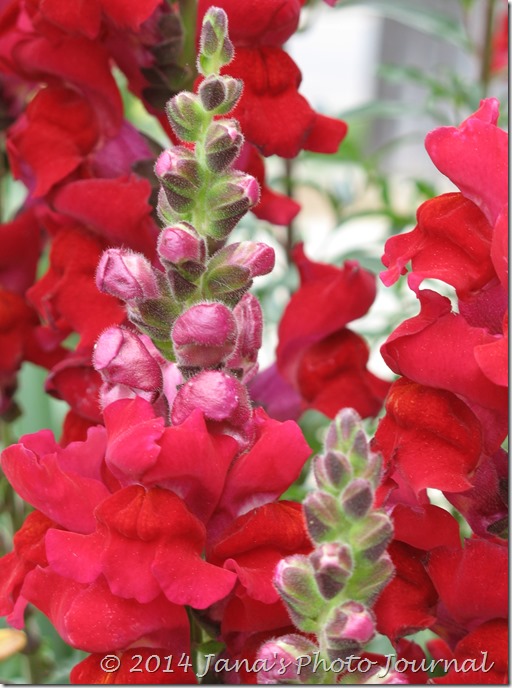 Red Snapdragons