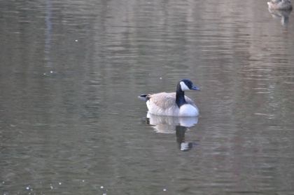 DSC_0114.jpg DSC 0114