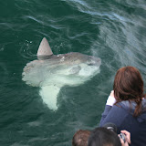 Ocean sunfish