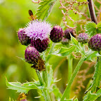 Plantencursus