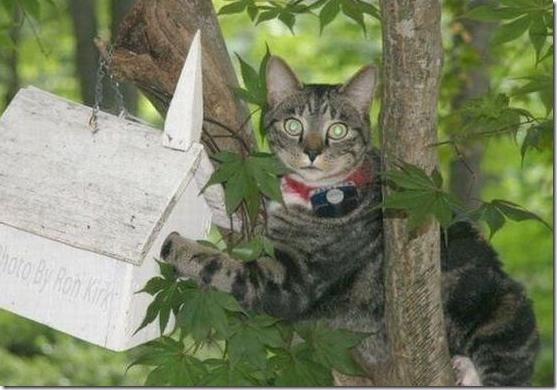 gato pajaritos 1