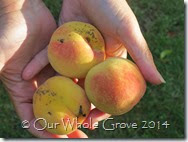 peaches peaches