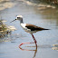 Pernilongo - Himantopus himantopus