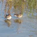 Green-winged Teal ducks