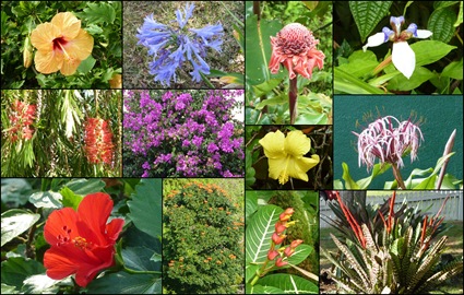 Hawaii Flowers Collage Hawaii Flowers Collage