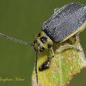 Skeletonizing Leaf Beetle