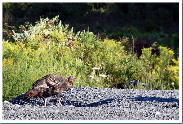 Turkey 2