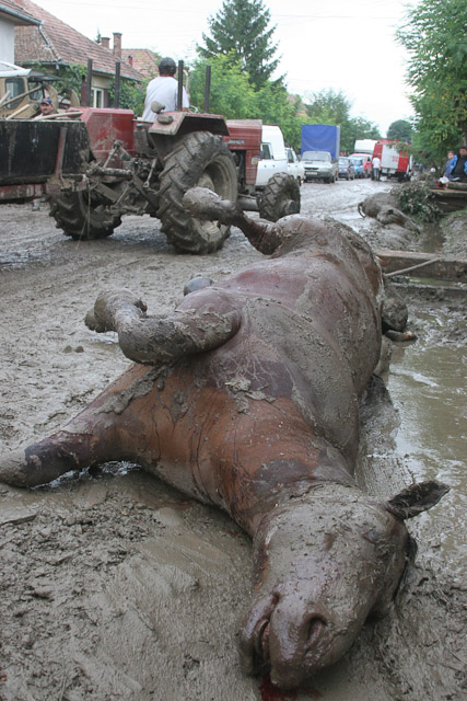arviz2005_20.jpg