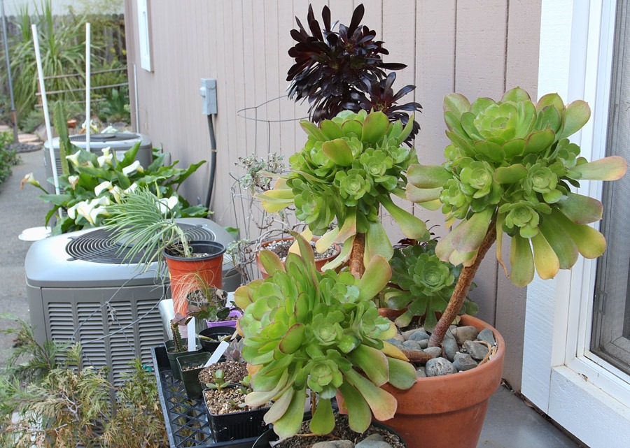 [120406_aeoniums%255B7%255D.jpg]