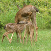 Fawns nursing