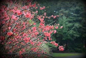 blooming quince at Richardson Grove CG