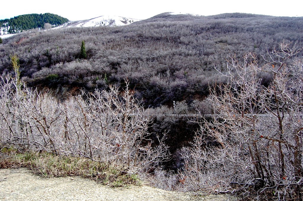 [may2011lambscanyon43%255B2%255D.jpg]