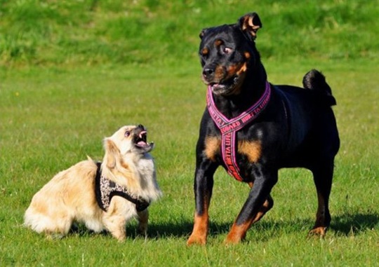 [funny-animals-cute-2%255B2%255D.jpg]